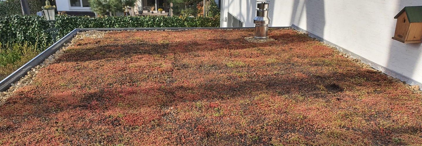 Sedum - Extensief 1