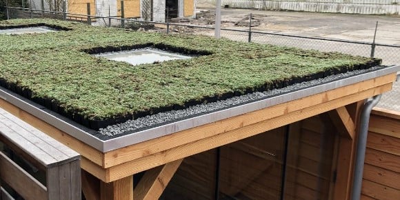 Sedum Keuzehulp