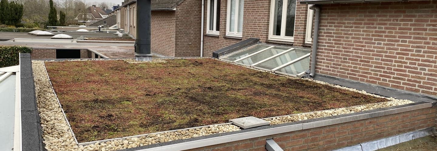 Sedum - Lichtgewicht 1